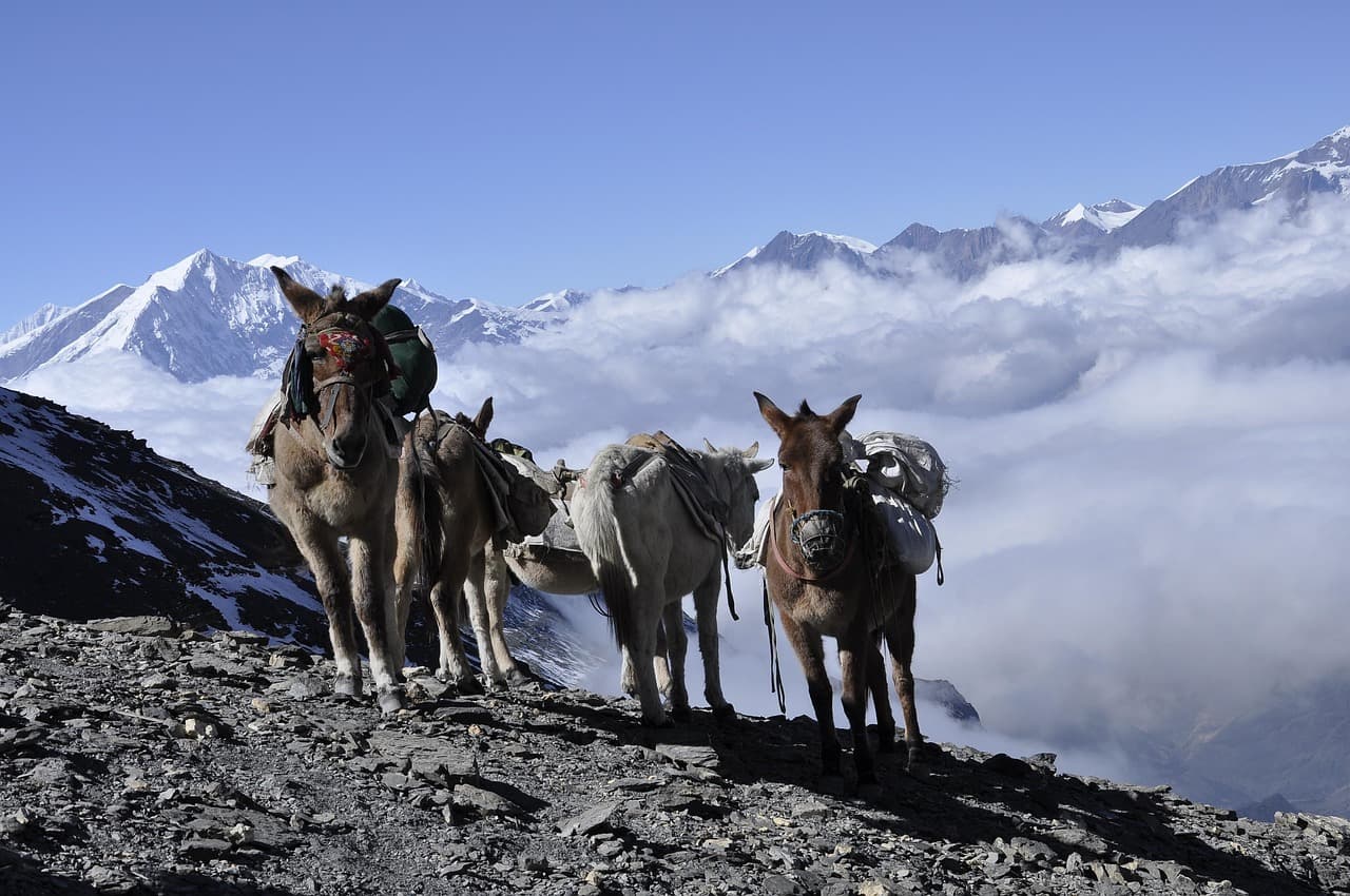 Annapurna II Viewpoint Home 1