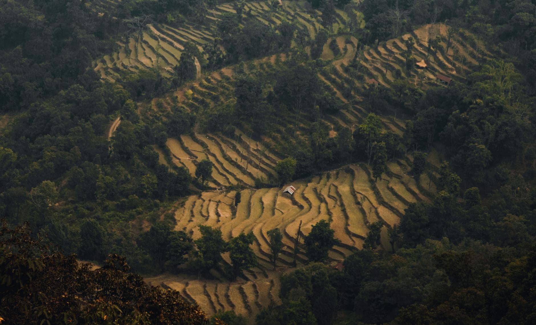 Ilam Cardamom and Honey Farm 2