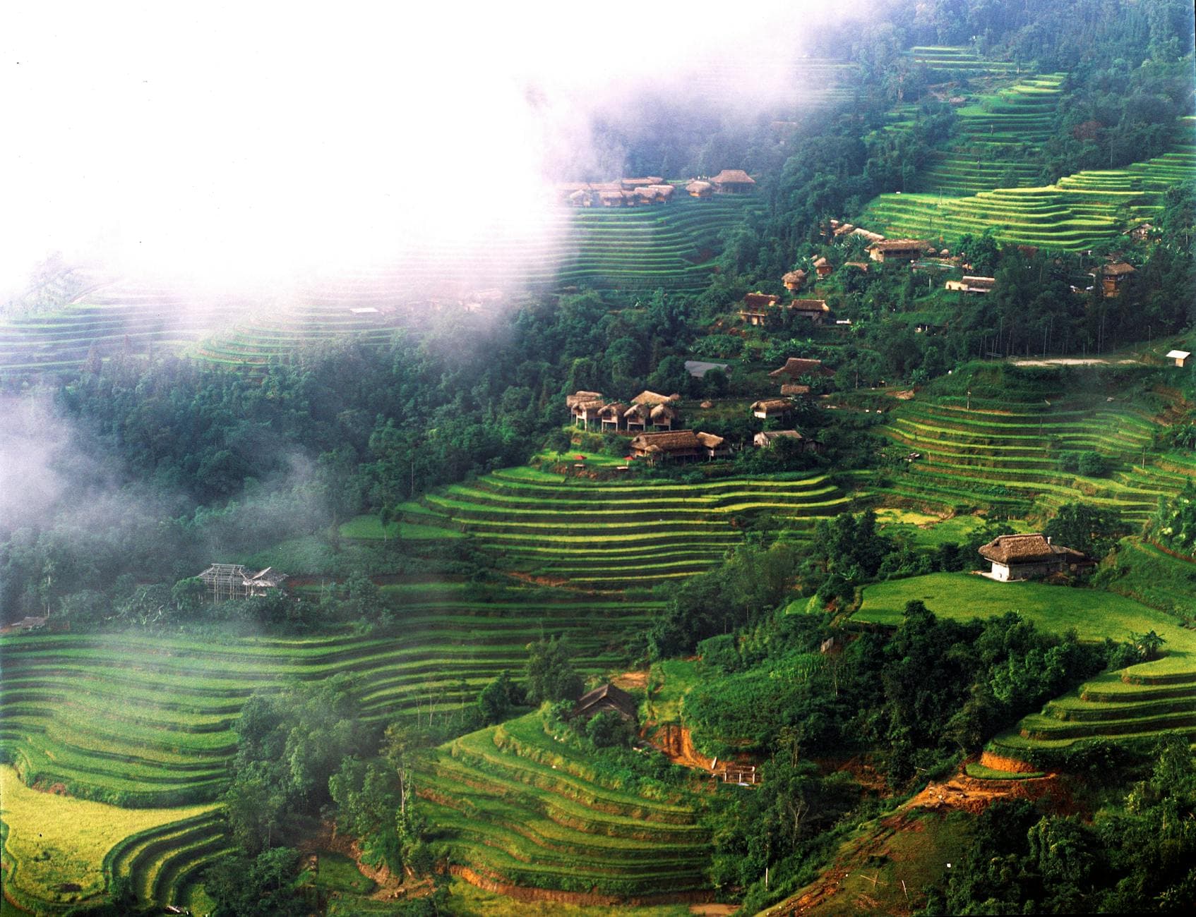 First-Flush Tea Processing Centre 1