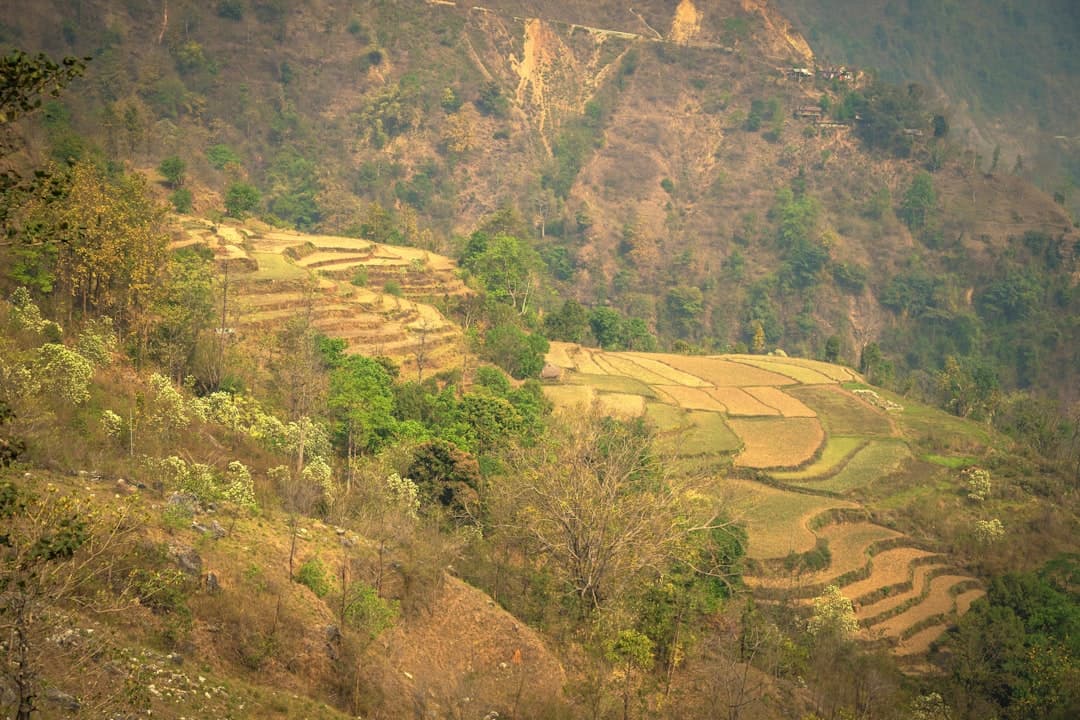 Tamakoshi Mango Grove Homestay 2