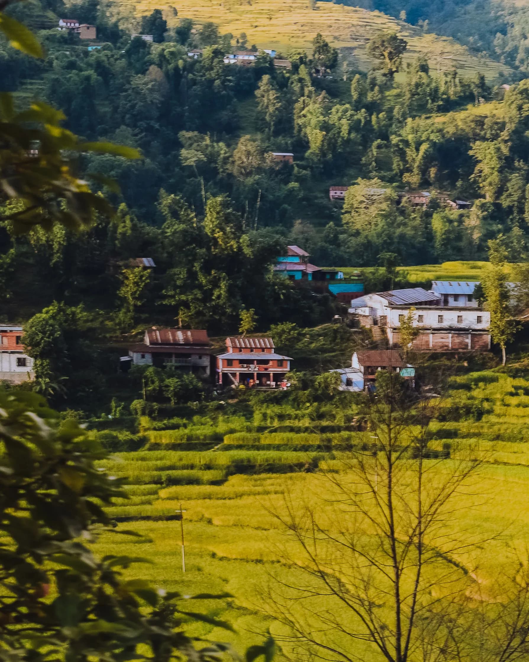 Tamakoshi Mango Grove Homestay 4