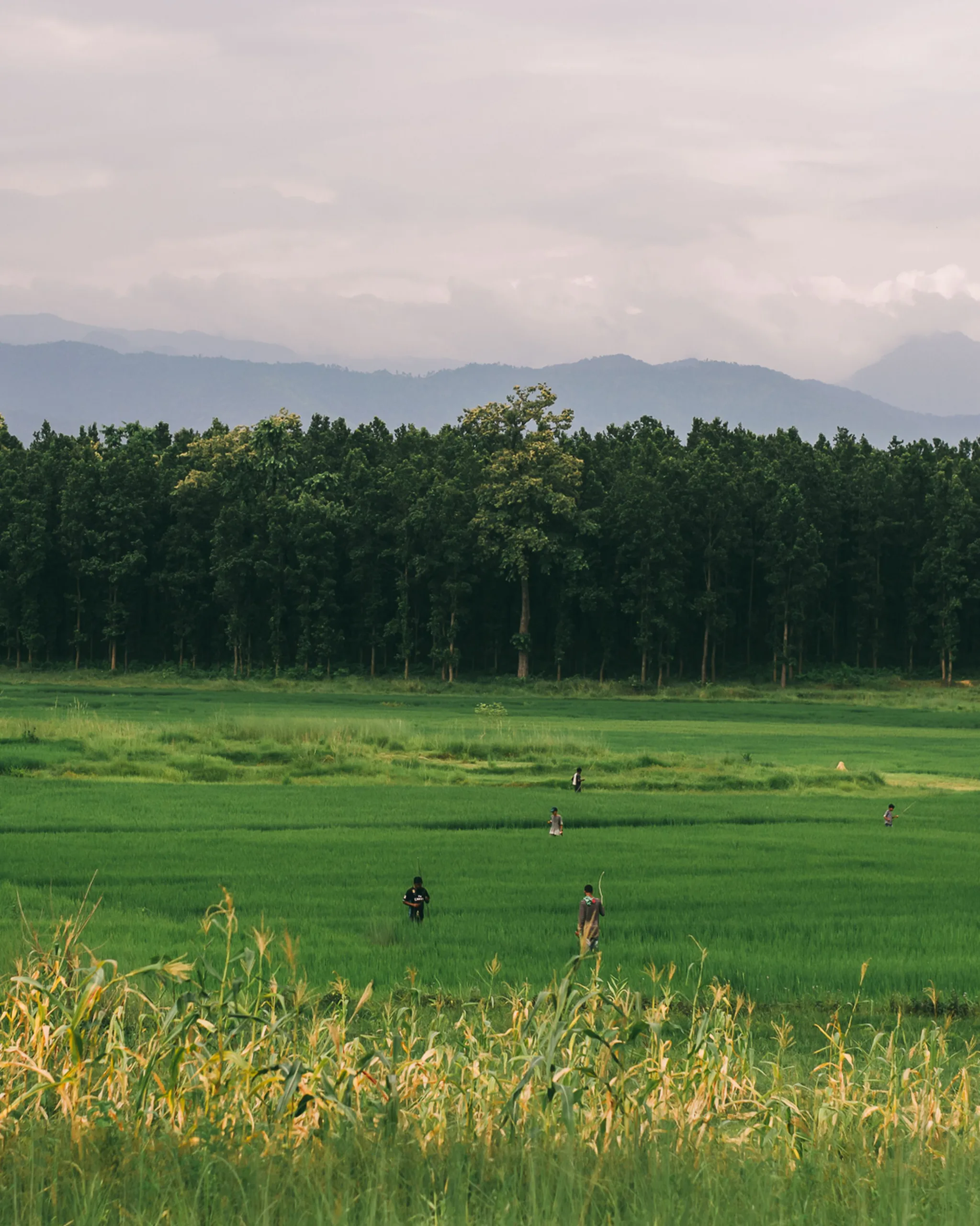 Bardia Tiger Country Camp 4